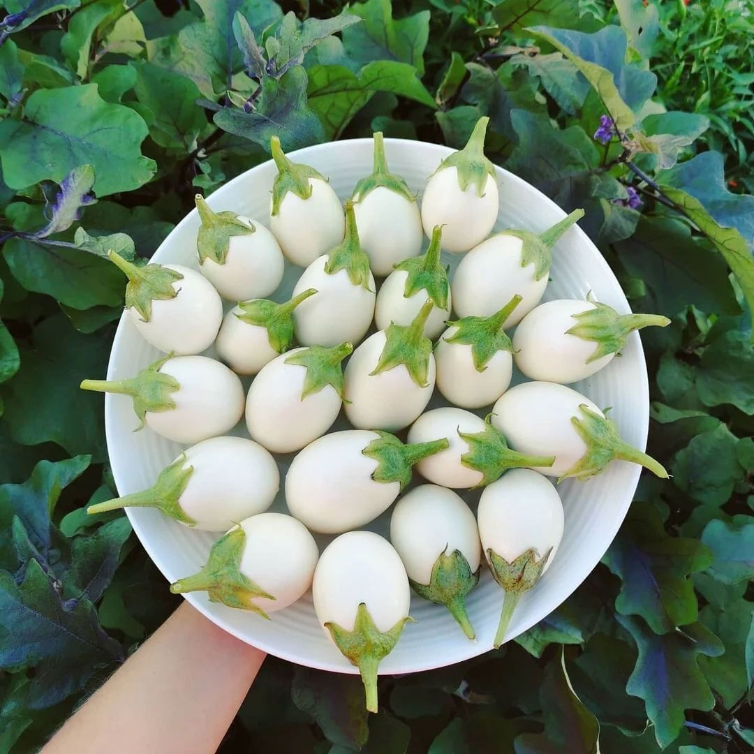 Brinjal White Round Hybrid F1 Seeds