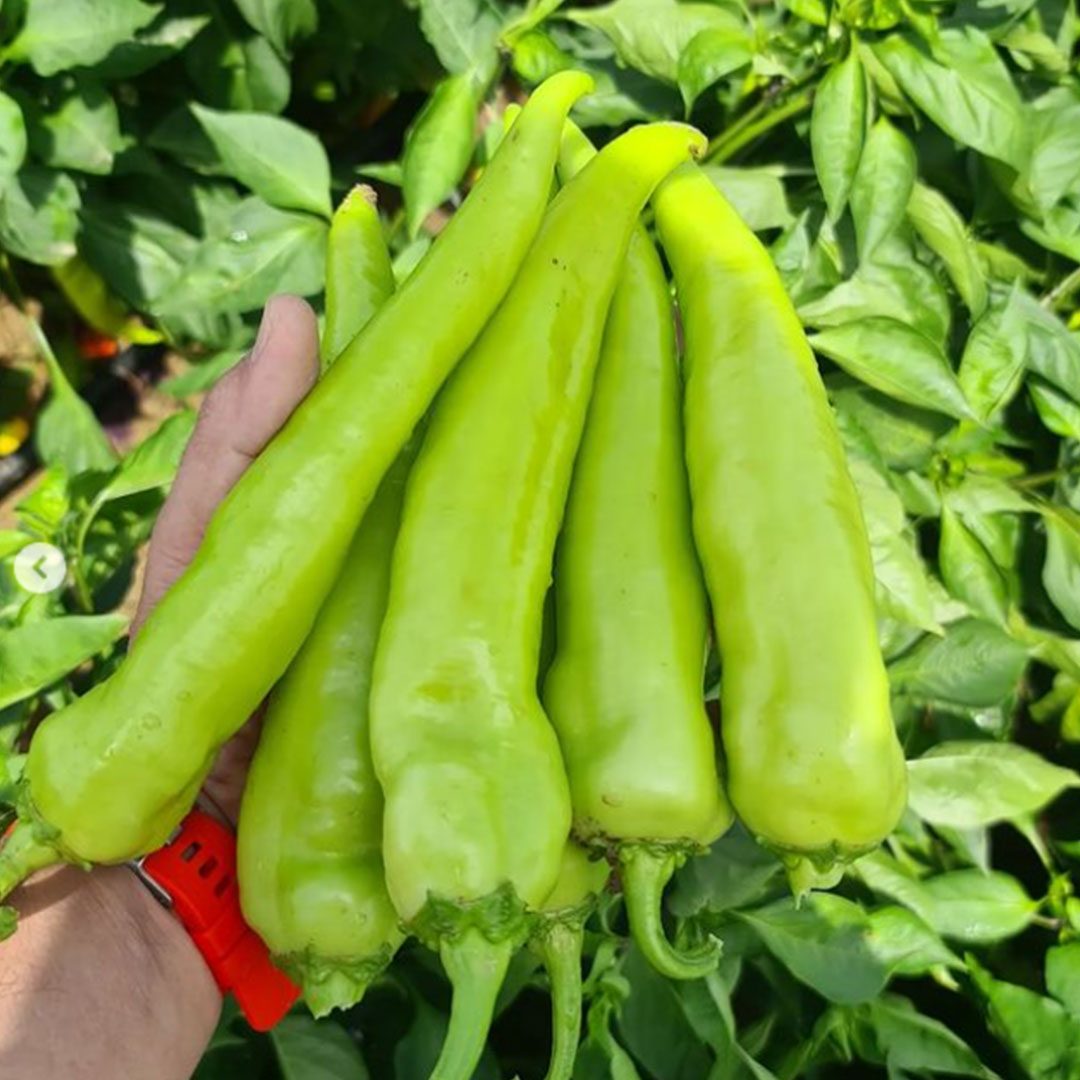 Chilli Hot Pepper Banana Hybrid F1 Seeds