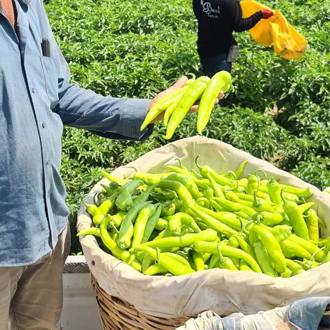 Chilli Hot Pepper Banana Hybrid F1 Seeds