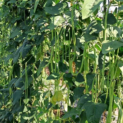 Green Yard Long Beans Selection Seeds