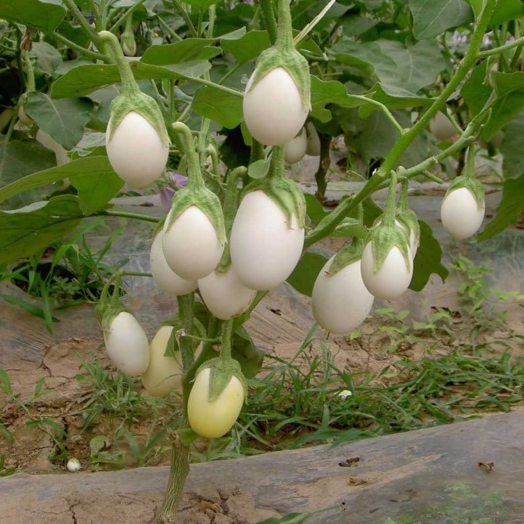 Brinjal White Round Hybrid F1 Seeds