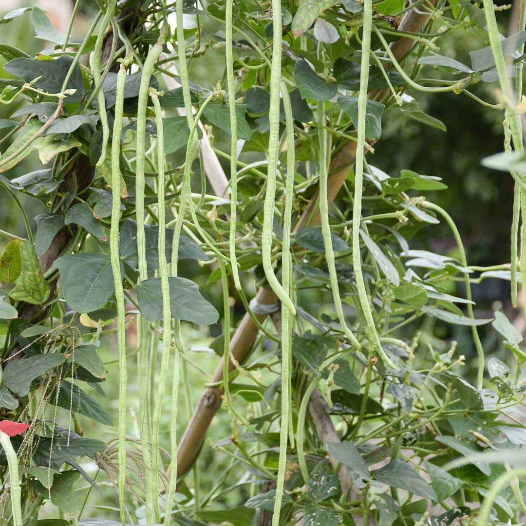 Green Yard Long Beans Selection Seeds