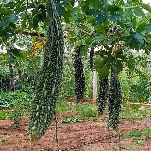 Bitter Gourd Green Hybrid F1 Seeds