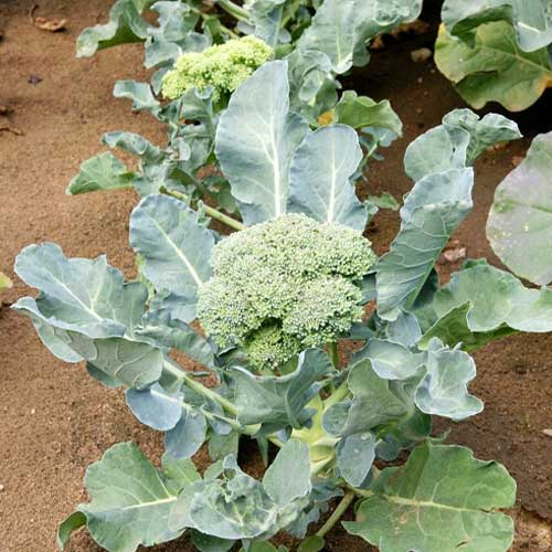 Broccoli Green Hybrid F1 Seeds