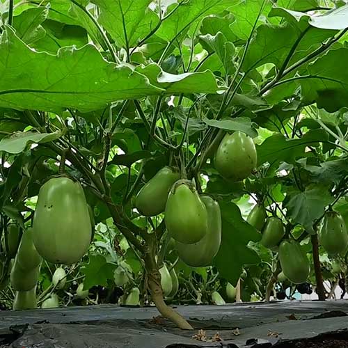 Brinjal Green Round Oblong Hybrid F1 Seeds