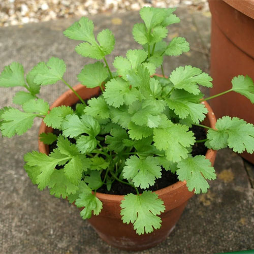 Coriander Imported OP Seeds