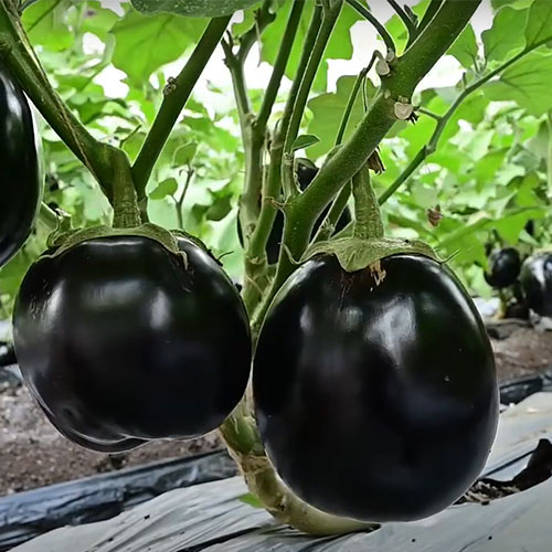 Black Round Brinjal Hybrid F1 Seeds