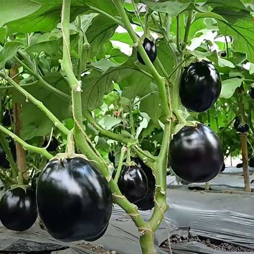 Black Round Brinjal Hybrid F1 Seeds