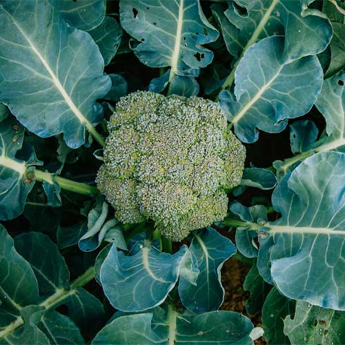 Broccoli Green Hybrid F1 Seeds