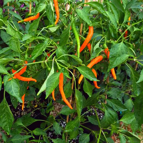 Orange Long Chilli Hybrid F1 Hot Pepper Seeds