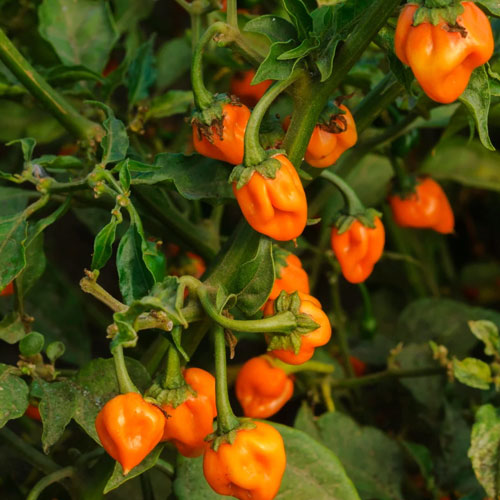 Orange Habanero Pepper Chilli Hybrid F1 Seeds