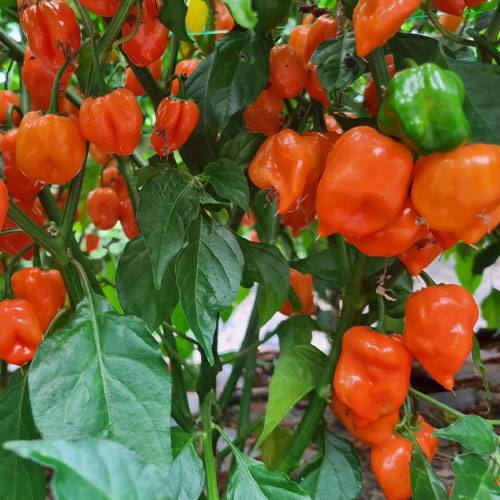 Orange Habanero Pepper Chilli Hybrid F1 Seeds