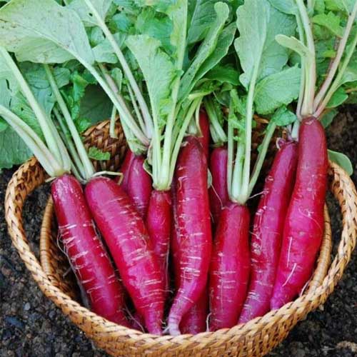 Radish Red Long Hybrid F1 Seeds