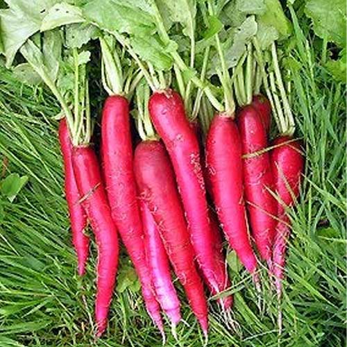 Radish Red Long Hybrid F1 Seeds