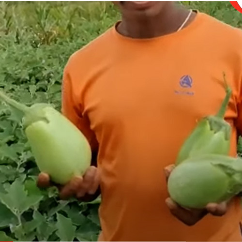 Brinjal Green Round Oblong Hybrid F1 Seeds