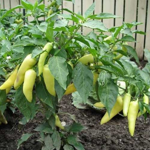 Sweet Banana Pepper Seeds