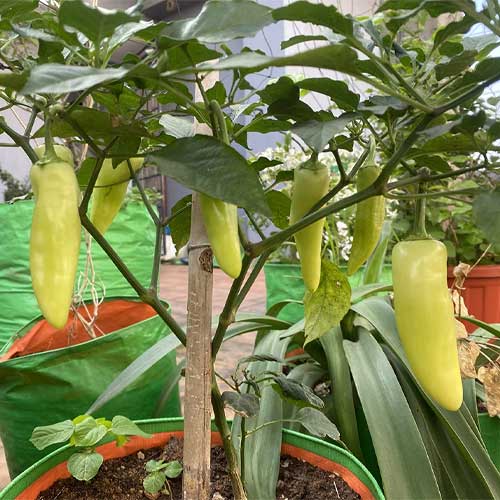 Sweet Banana Pepper Seeds