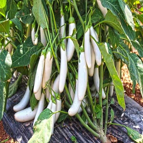 Brinjal White Long Hybrid F1 Seeds