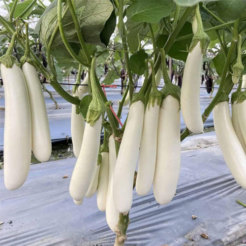 Brinjal White Long Hybrid F1 Seeds