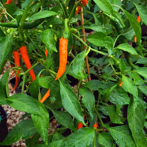 Orange Long Chilli Hybrid F1 Hot Pepper Seeds