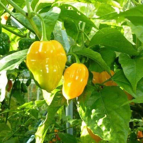 Yellow Habanero Pepper Chilli Hybrid F1 Seeds