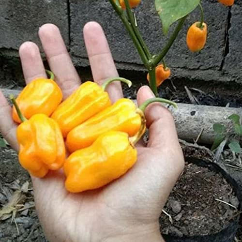 Yellow Habanero Pepper Chilli Hybrid F1 Seeds