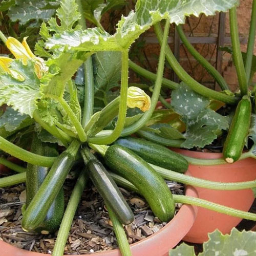 Zucchini Green Long Hybrid F1 Seeds