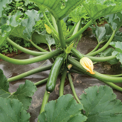 Zucchini Green Long Hybrid F1 Seeds