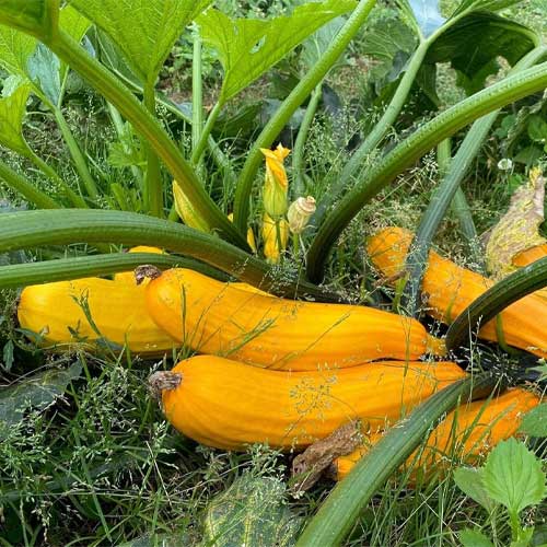 Zucchini Yellow Long Hybrid F1 Seeds