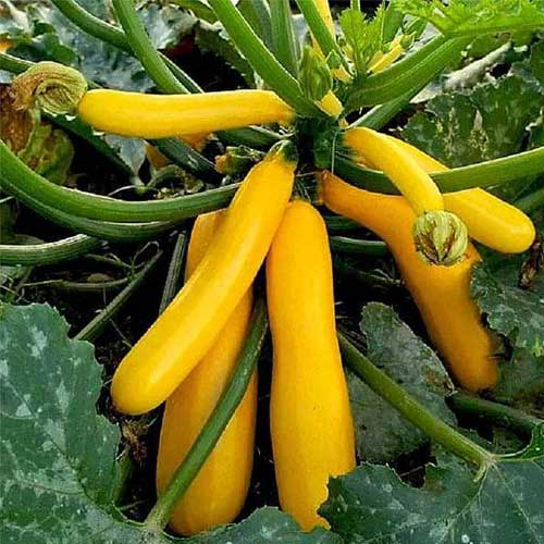 Zucchini Yellow Long Hybrid F1 Seeds