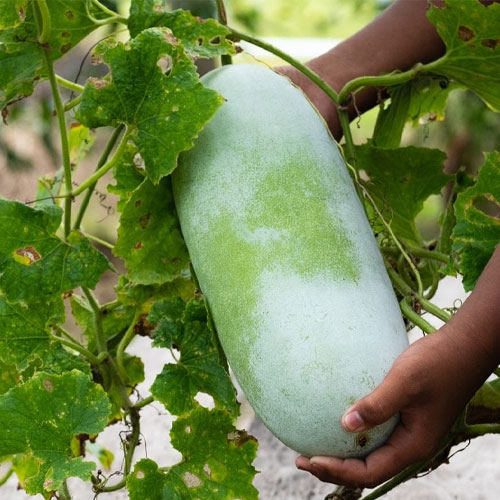Ash Gourd Long Hybrid F1 Seeds