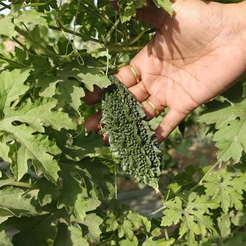 Bitter Gourd Small Hybrid F1 Seeds