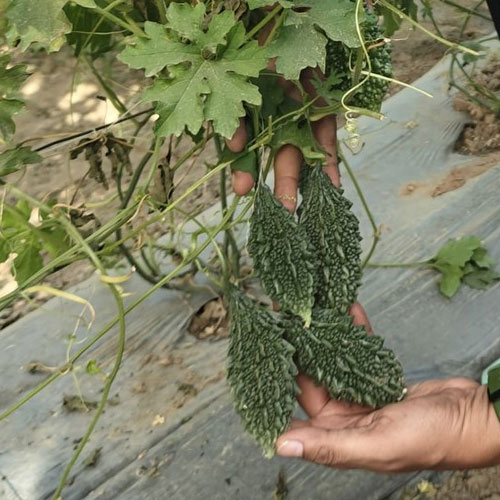 Bitter Gourd Small Hybrid F1 Seeds