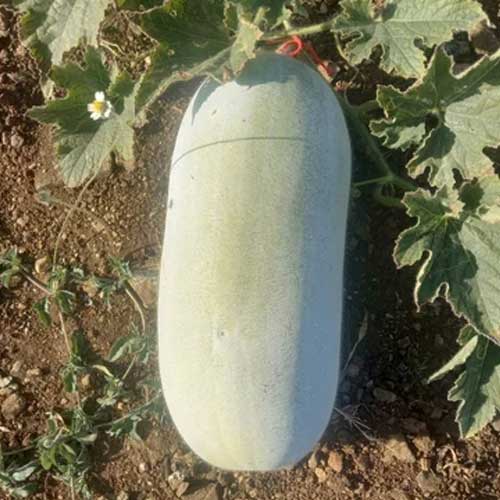 Ash Gourd Long Hybrid F1 Seeds