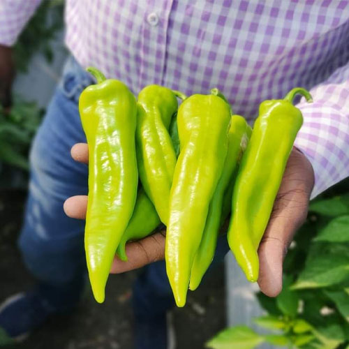 Chilli Big Hot Pepper F1 Hybrid Seeds