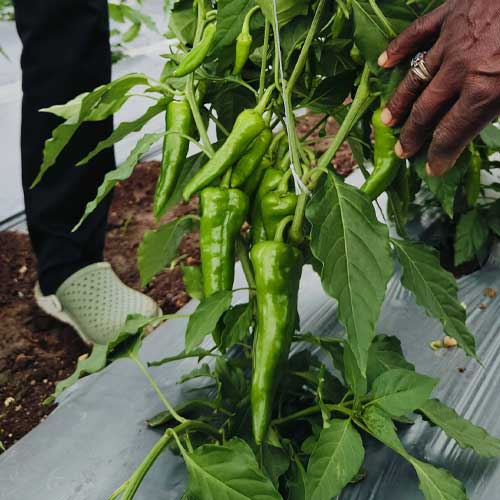 Chilli Big Hot Pepper F1 Hybrid Seeds