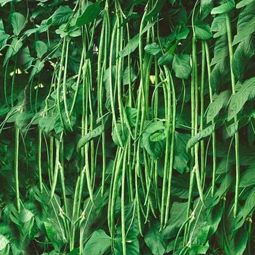 Green Yard Long Beans Super Long Hybrid F1 Seeds