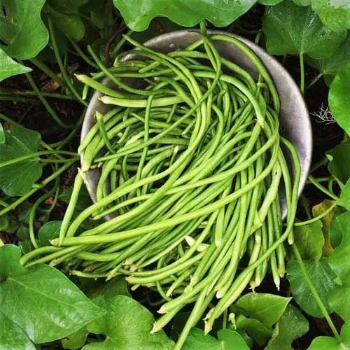 Green Yard Long Beans Super Long Hybrid F1 Seeds