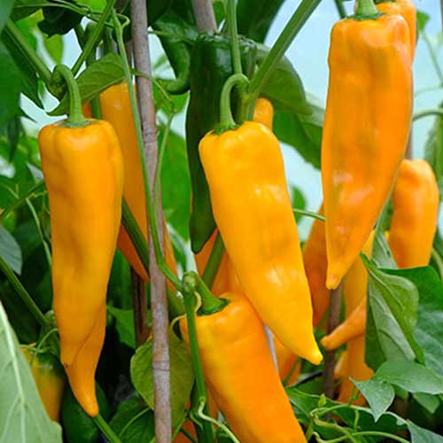 Hot Pepper Yellow Desire Seeds