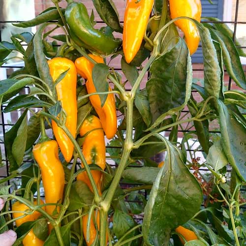 Hot Pepper Yellow Desire Seeds