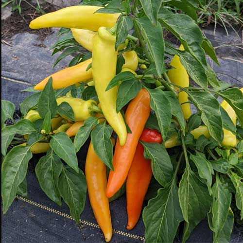 Chilli Hungarian Yellow Wax Pepper Seeds