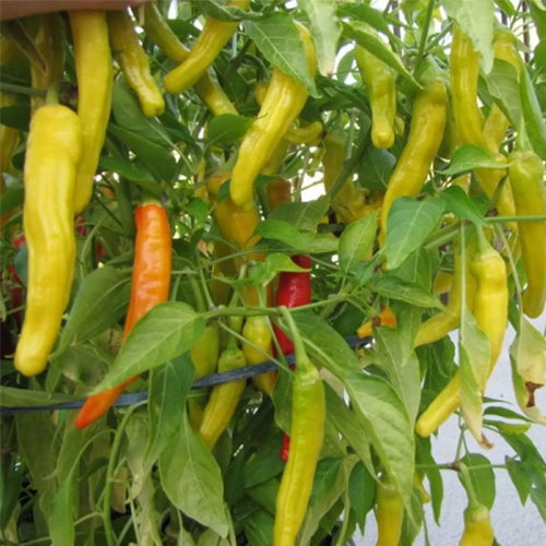 Chilli Hungarian Yellow Wax Pepper Seeds