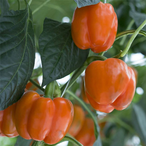 Capsicum Orange Bell Pepper Seeds