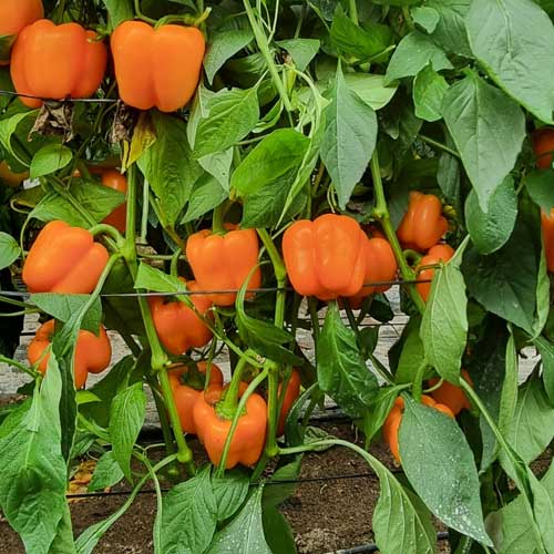 Capsicum Orange Wonder Hybrid F1 Seeds