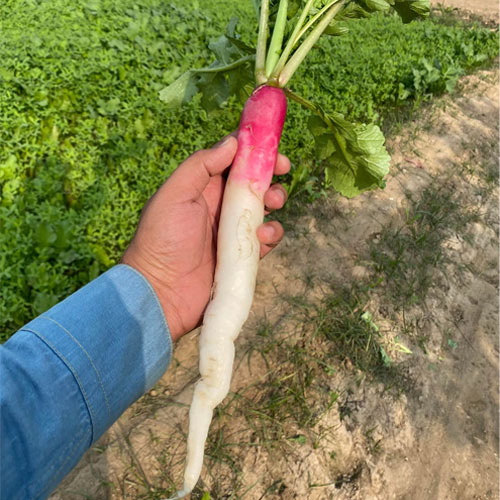 Radish Half Red Hybrid F1 Seeds