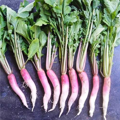 Radish Half Red Hybrid F1 Seeds