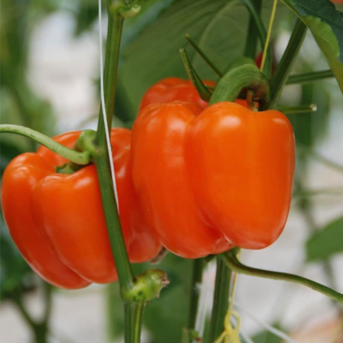 Capsicum Orange Bell Pepper Seeds