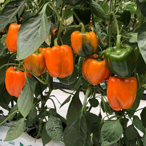 Capsicum Orange Wonder Hybrid F1 Seeds