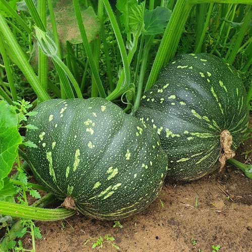 Pumpkin Round Hybrid F1 Seeds