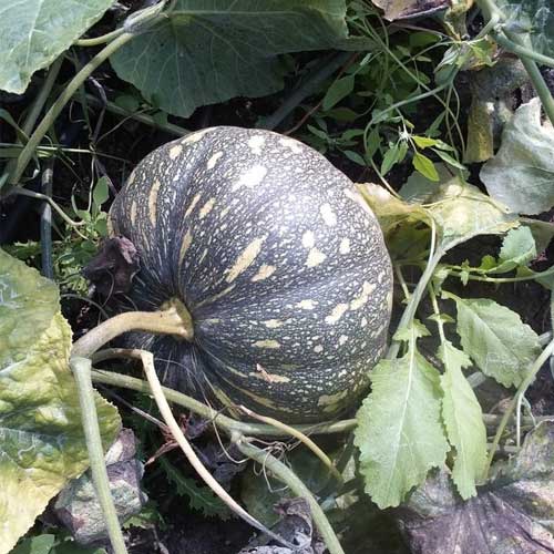 Pumpkin Round Hybrid F1 Seeds